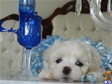 maltese puppy posted by Elegant Babies